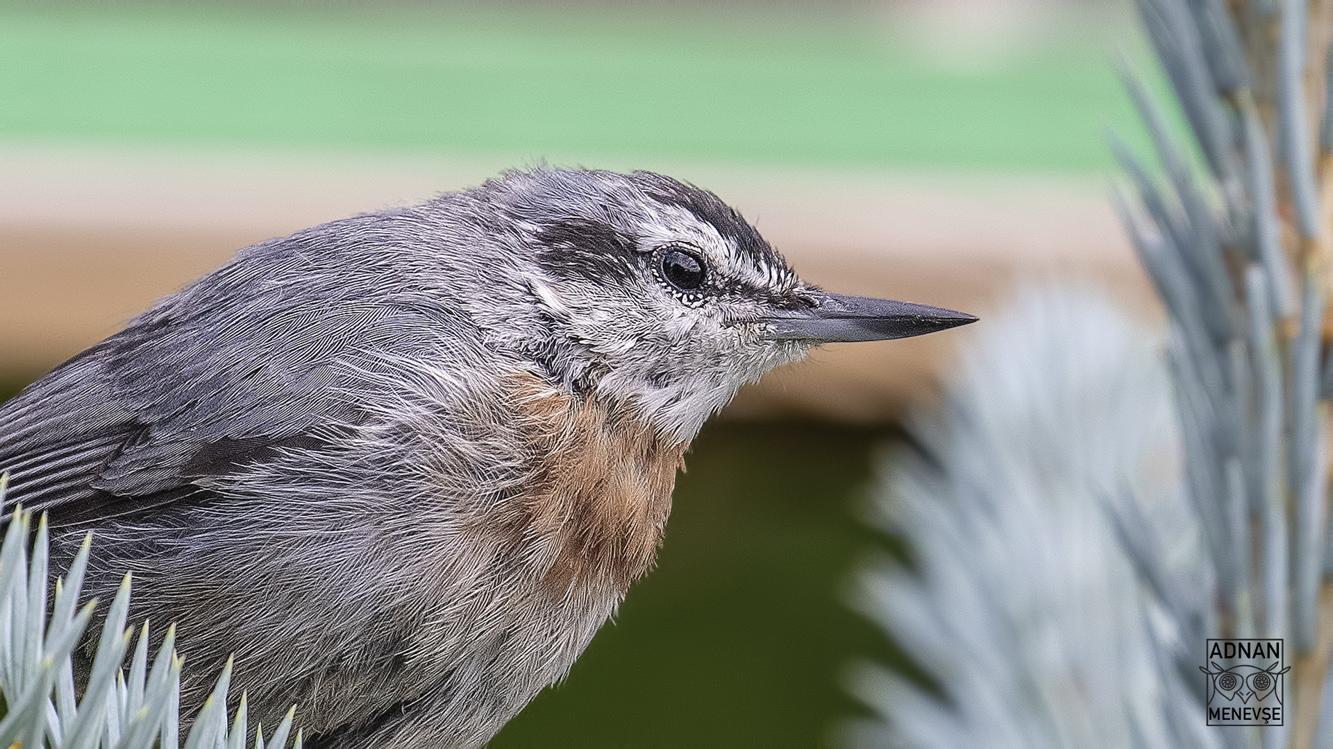 Krüper's Nuthatch